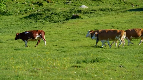 Herd of cows moving through juicy grasslands Stock Footage 145806983