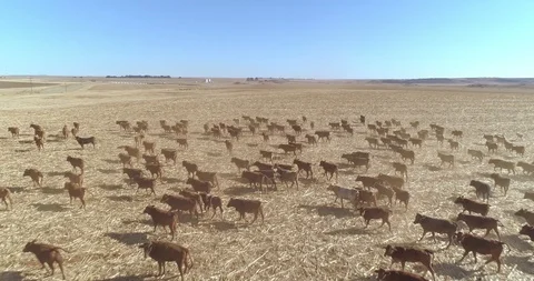 Herd of cows moving together in dry and dusty ranch land low aerial shot Stock Footage 93824482