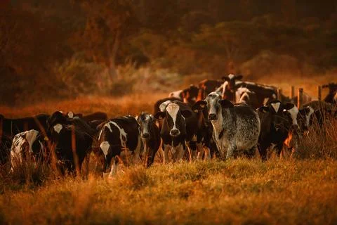 A herd of cows at night Stock Photos