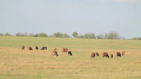Herd of cows nipping the grass in lush green field Stock-Footage 8366314