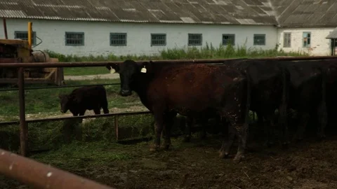 A herd of cows in an open paddock is alfalfa from the trough Stock Footage 73560649