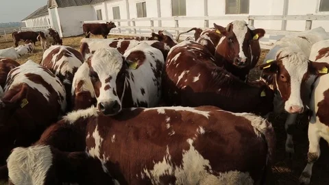 A herd of cows in an open paddock Stock Footage 73947136