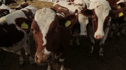 A herd of cows in an open paddock Stock Footage 82296445