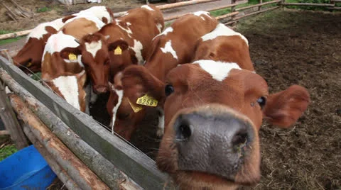 Herd of cows in organic farm 스톡 동영상 24932364