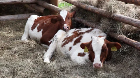 Herd of cows in organic farm 스톡 동영상 24932429