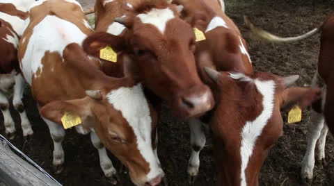 Herd of cows in organic farm 스톡 동영상 24932532