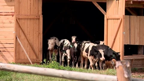 A herd of cows out of the farm gate in the summer Stock Footage 70543917