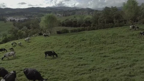Herd of cows over the hills Stock Footage 220368012