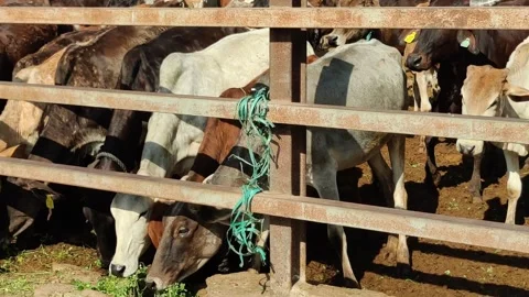 Herd of cows in the paddock of a farm Stock Footage 324842382