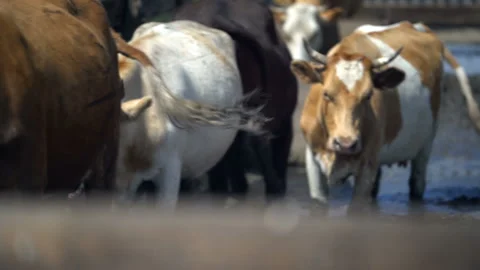 A herd of cows in the paddock knee-deep in the mud Stock Footage 119495763