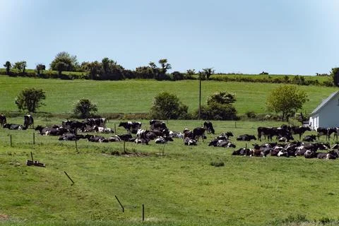 A herd of cows in a paddock on a sunny spring day. Animals on the farm Stock Photos