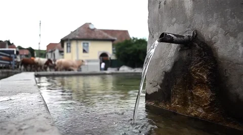 Herd of cows that pass near a spring arranged in village center Stock Footage 63388801