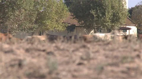 Herd of cows pass through the field in the distance Stock-Footage 60212082