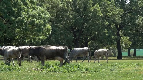 А herd of cows passes through a field of trees Stock-Footage 91643853