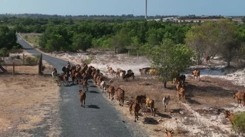 The herd of cows passes under the wind turbine blades Stock Footage 239075505