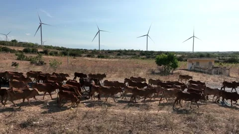 The herd of cows passes under the wind turbine blades Stock Footage 239076565
