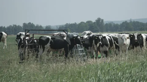 A Herd of Cows in a Pasture in 4K Stock Footage 66454957