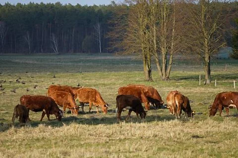 Herd of cows on the pasture in early spring countryside. Stock Photos