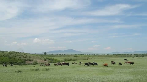 Herd of cows on a pasture Stock Footage