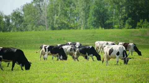 Herd of cows on pasture Video stock 42989467