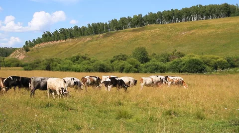 Herd of Cows on Pasture. Stock Footage 61585181
