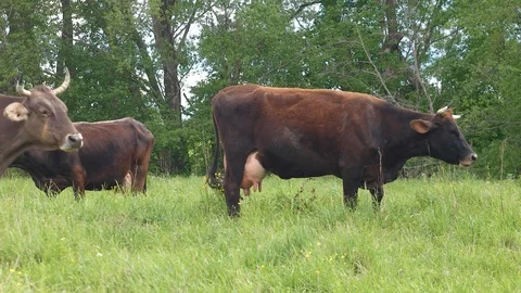 Herd of cows in the pasture Stock Footage 90783123