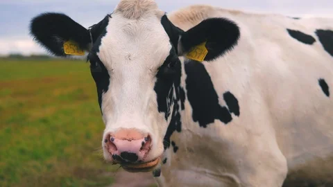 Herd of cows on pasture Stock Footage 95097632