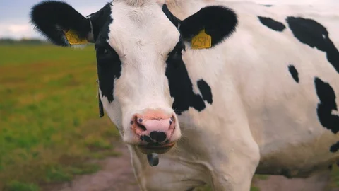 Herd of cows on pasture Stock Footage 95097636