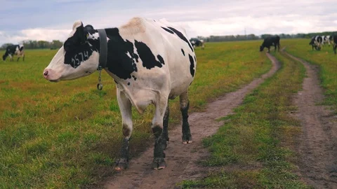Herd of cows on pasture Stock Footage 95097660