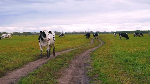 Herd of cows on pasture Stock Footage 95097663