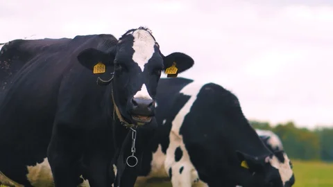 Herd of cows on pasture Stock Footage 95097697
