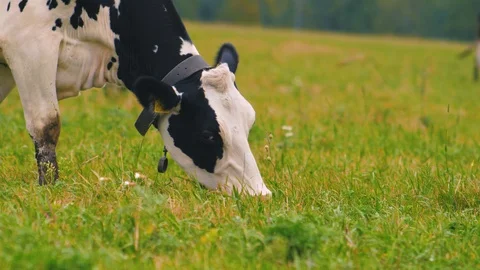 Herd of cows on pasture Stock Footage 95097699