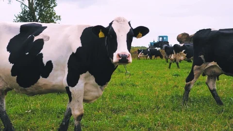 Herd of cows on pasture Stock Footage 95097720
