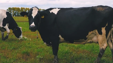 Herd of cows on pasture Stock Footage 95097732