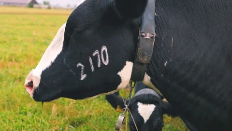 Herd of cows on pasture Stock Footage 95097758