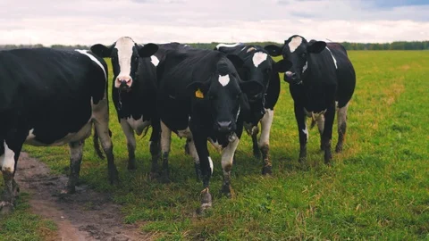 Herd of cows on pasture Stock Footage 95097773