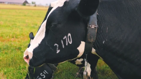 Herd of cows on pasture Stock Footage 95097785