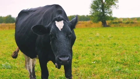 Herd of cows on pasture Stock Footage 95097815