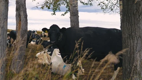 Herd of cows on pasture Stock Footage 95097816