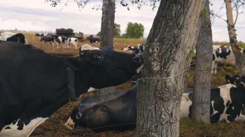 Herd of cows on pasture Stock Footage 95097846