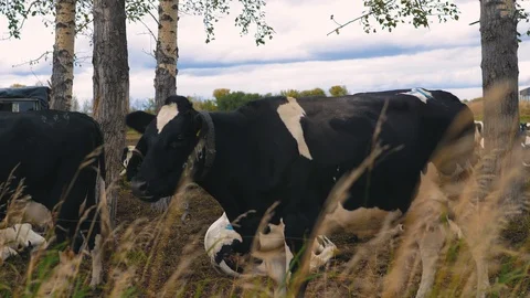 Herd of cows on pasture Stock Footage 95097850