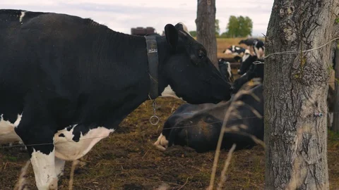 Herd of cows on pasture Stock Footage 95097878