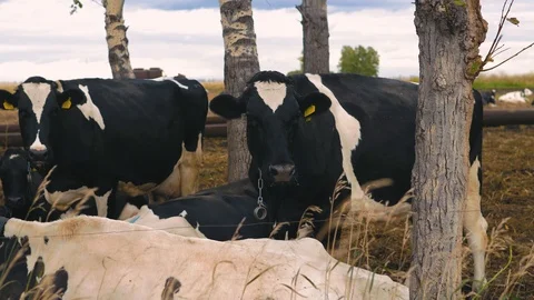 Herd of cows on pasture Stock Footage 95097901