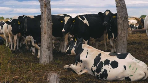 Herd of cows on pasture Stock Footage 95097929