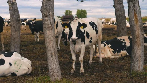 Herd of cows on pasture Stock Footage 95097946