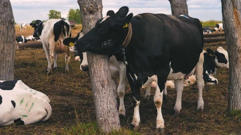 Herd of cows on pasture Stock Footage 95097949