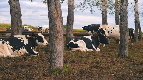 Herd of cows on pasture Stock Footage 95097971
