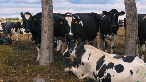 Herd of cows on pasture Stock Footage 95097979