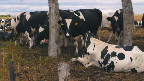 Herd of cows on pasture Stock Footage 95097982