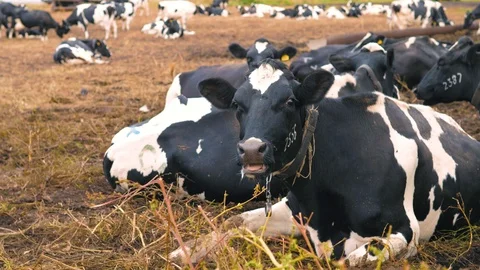 Herd of cows on pasture Stock Footage 95097999